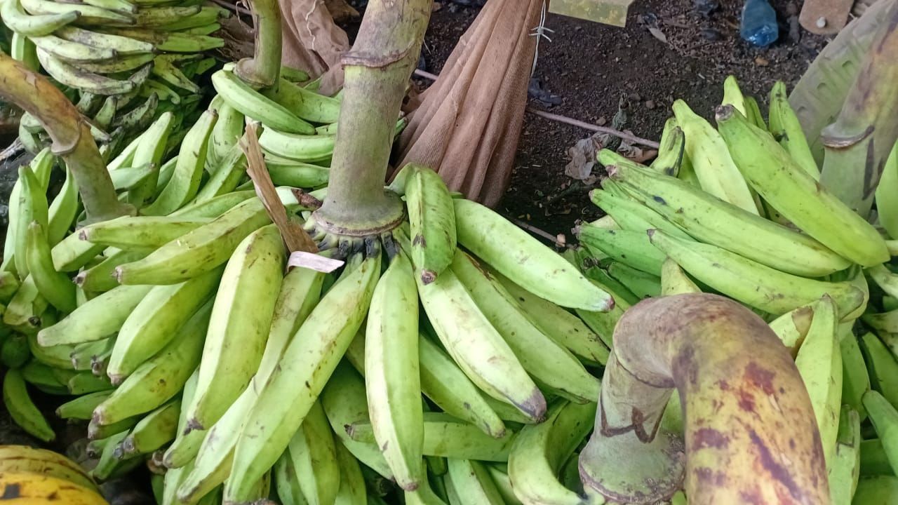 Raw Green Plantains