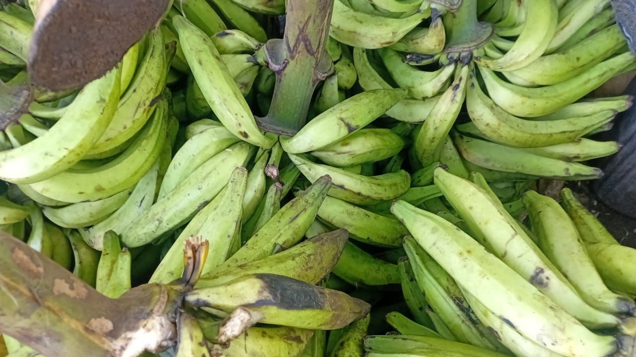 Raw Green Plantains