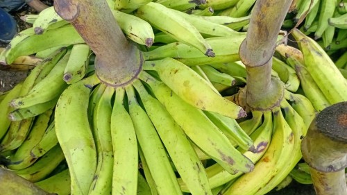 Raw Green Plantains